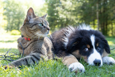 Dieren